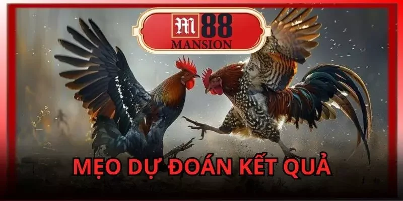 đá gà trực tiếp